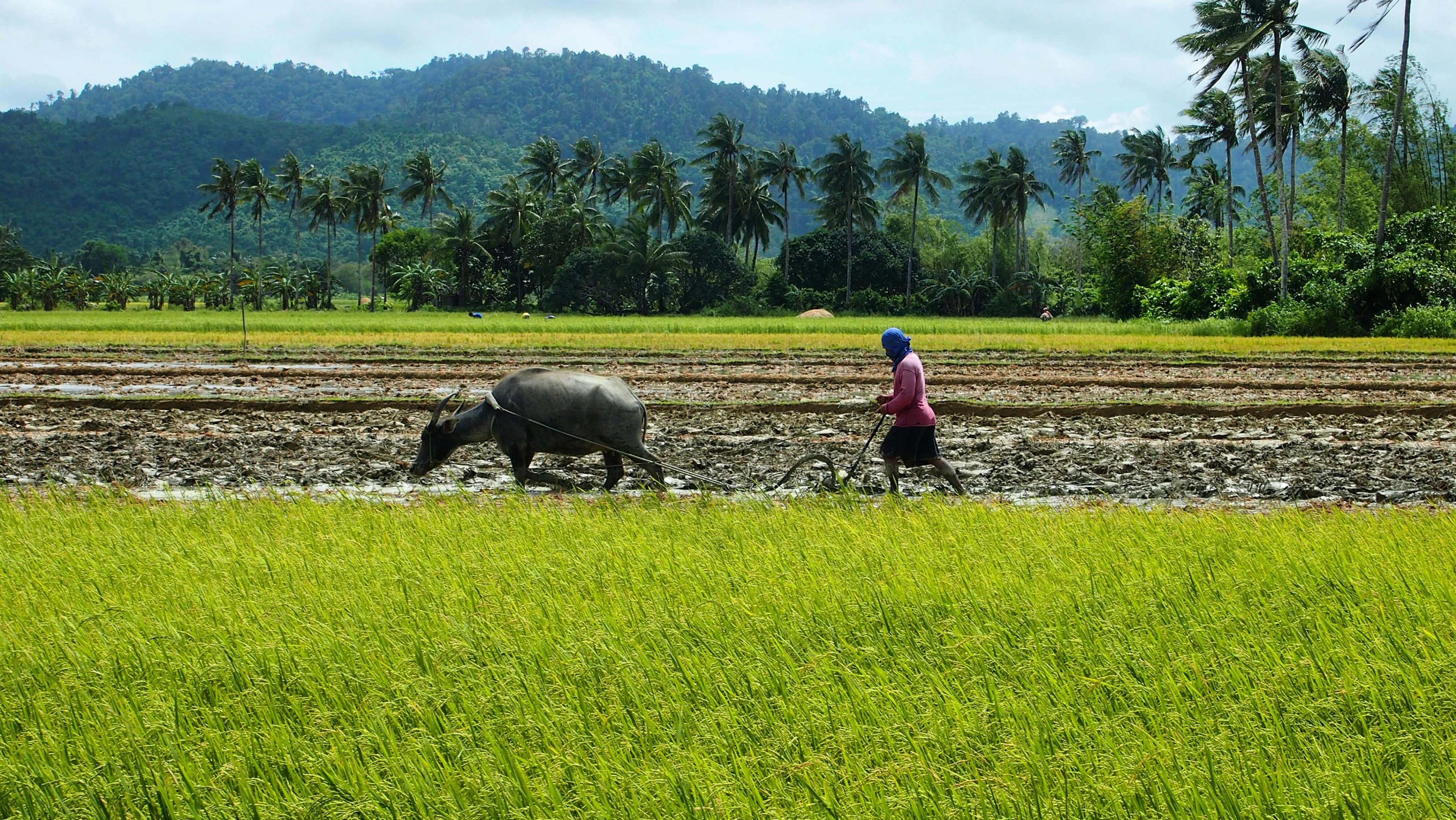 a person with a horse and a plow in a field