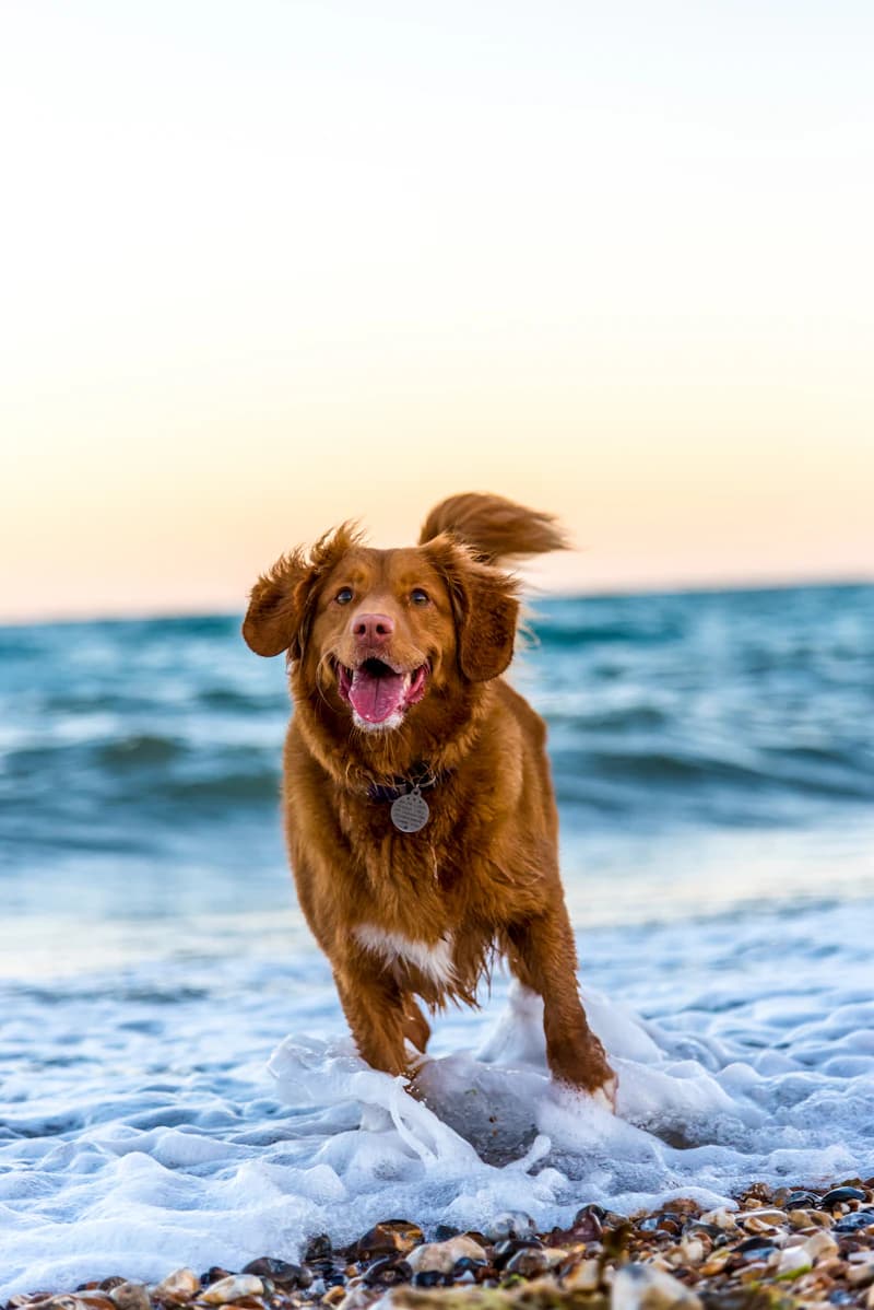 Reisen mit Hund: Alles was du wissen musst