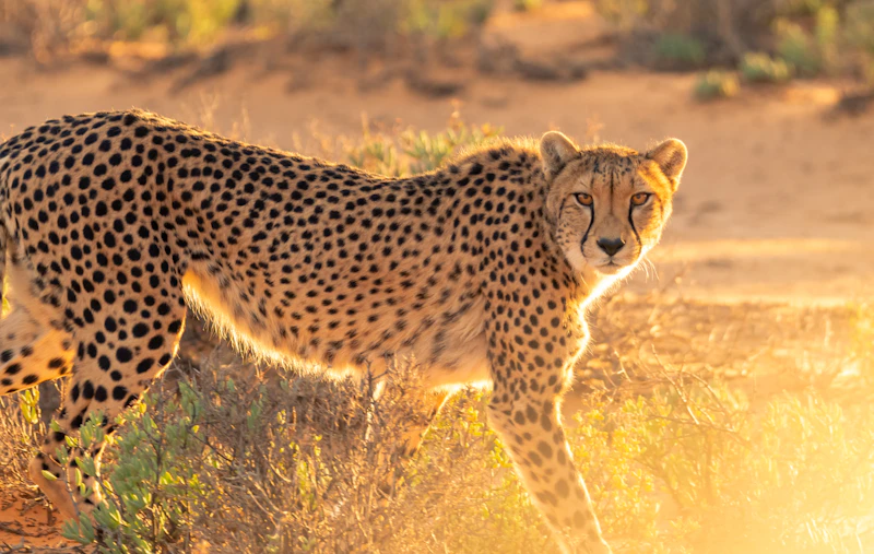 Gepard in der Savanne