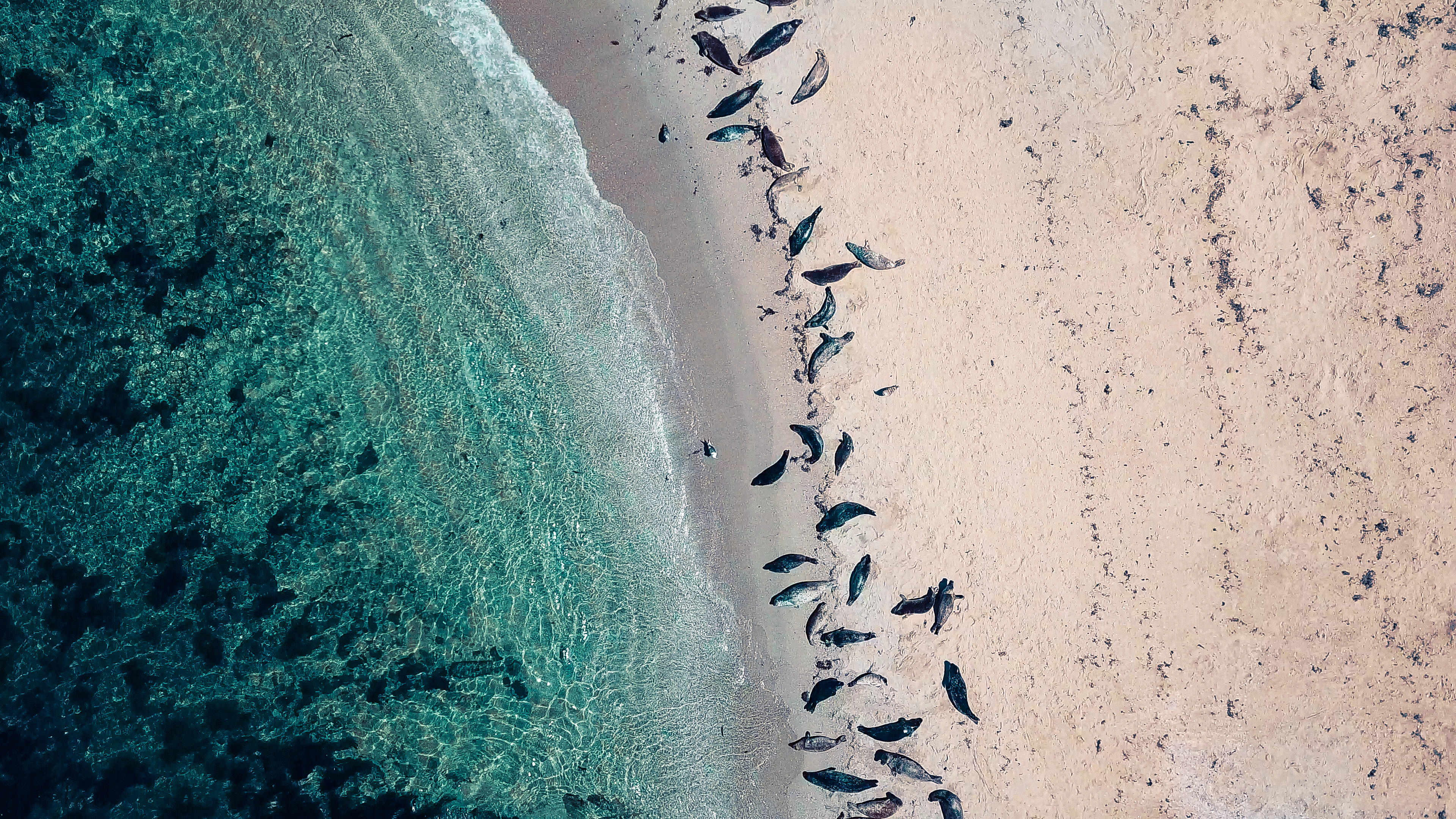 flock of birds on sand near body of water