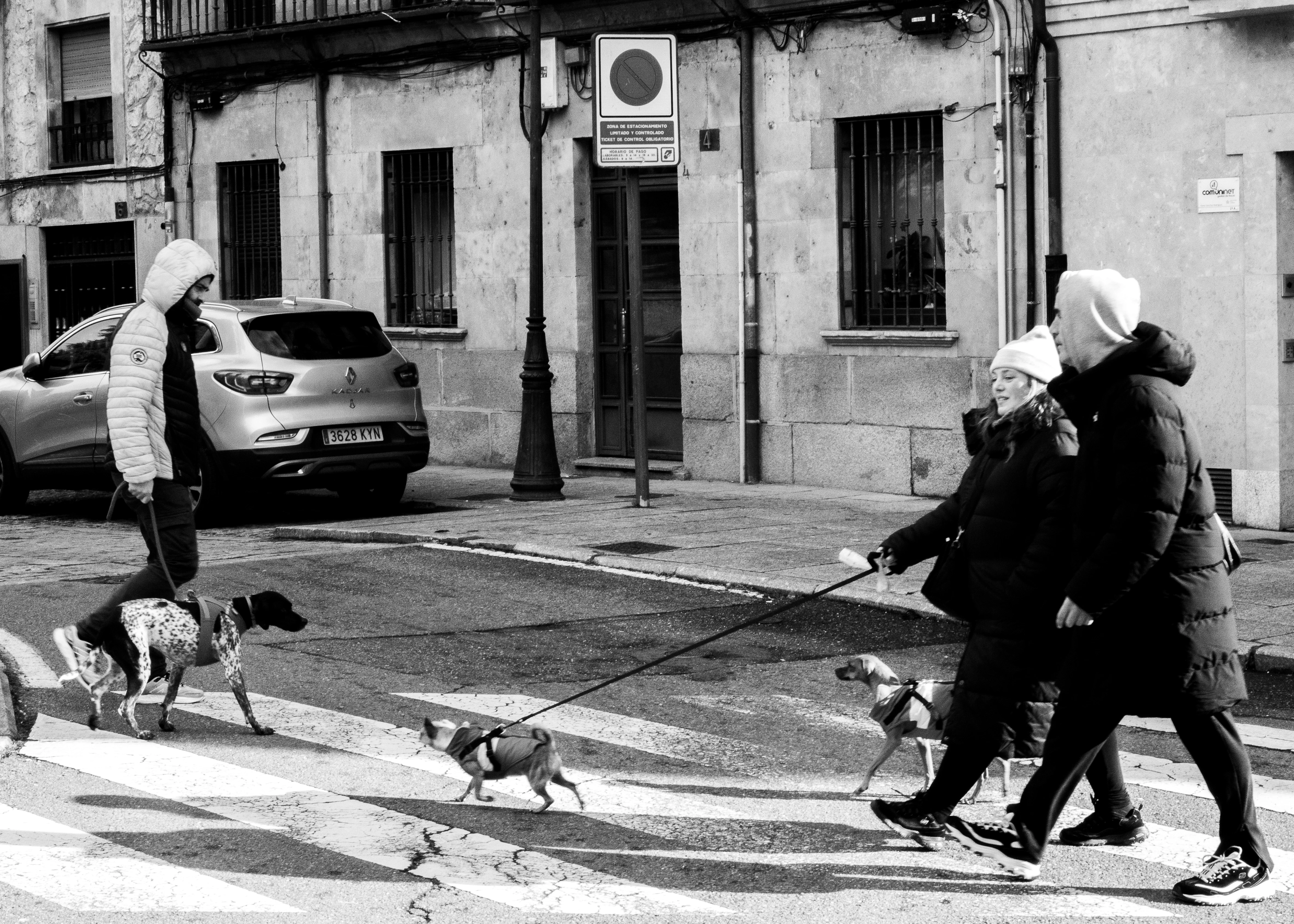 People walking dogs on a city street crosswalk.