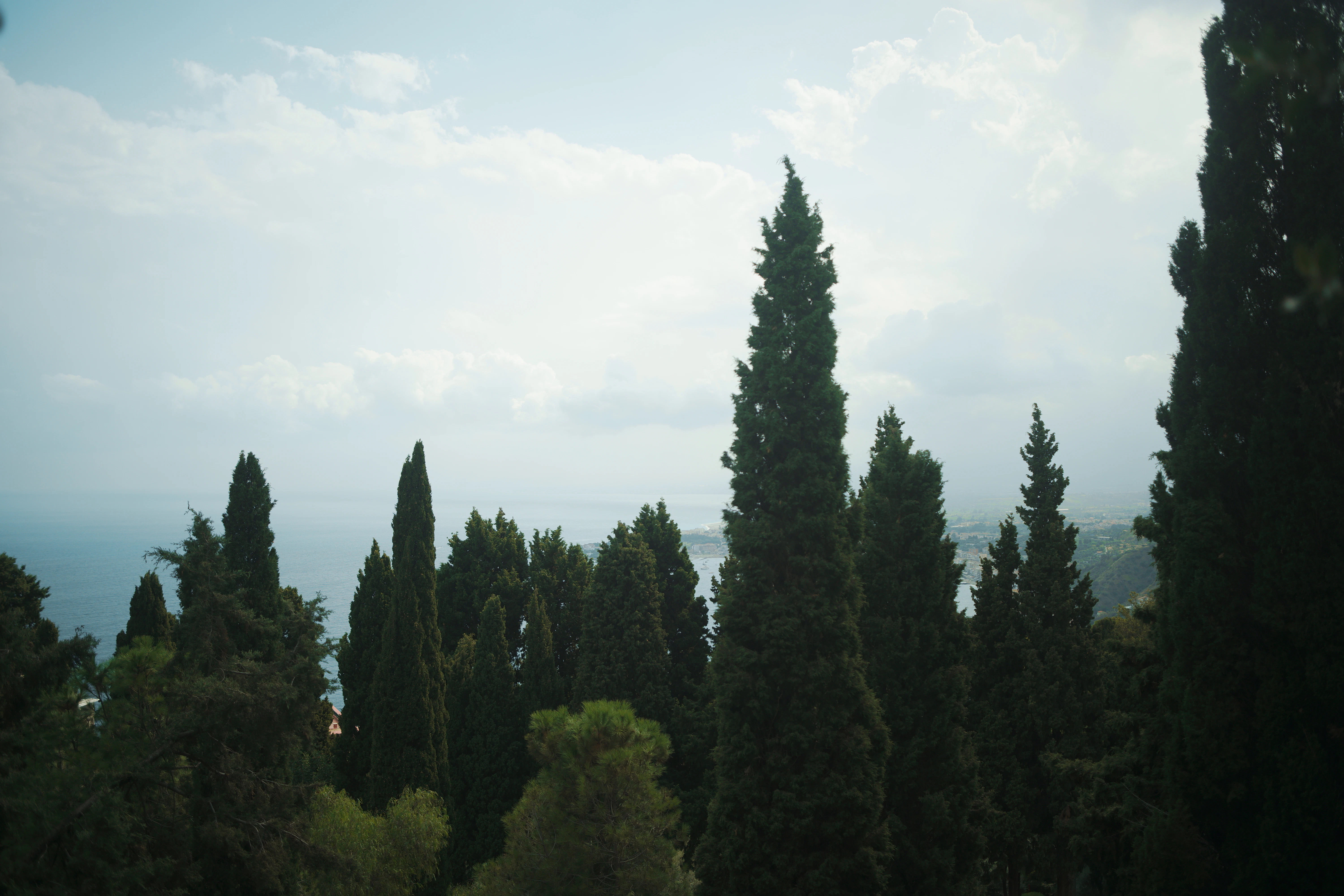 Tall cypress trees with ocean view on cloudy day