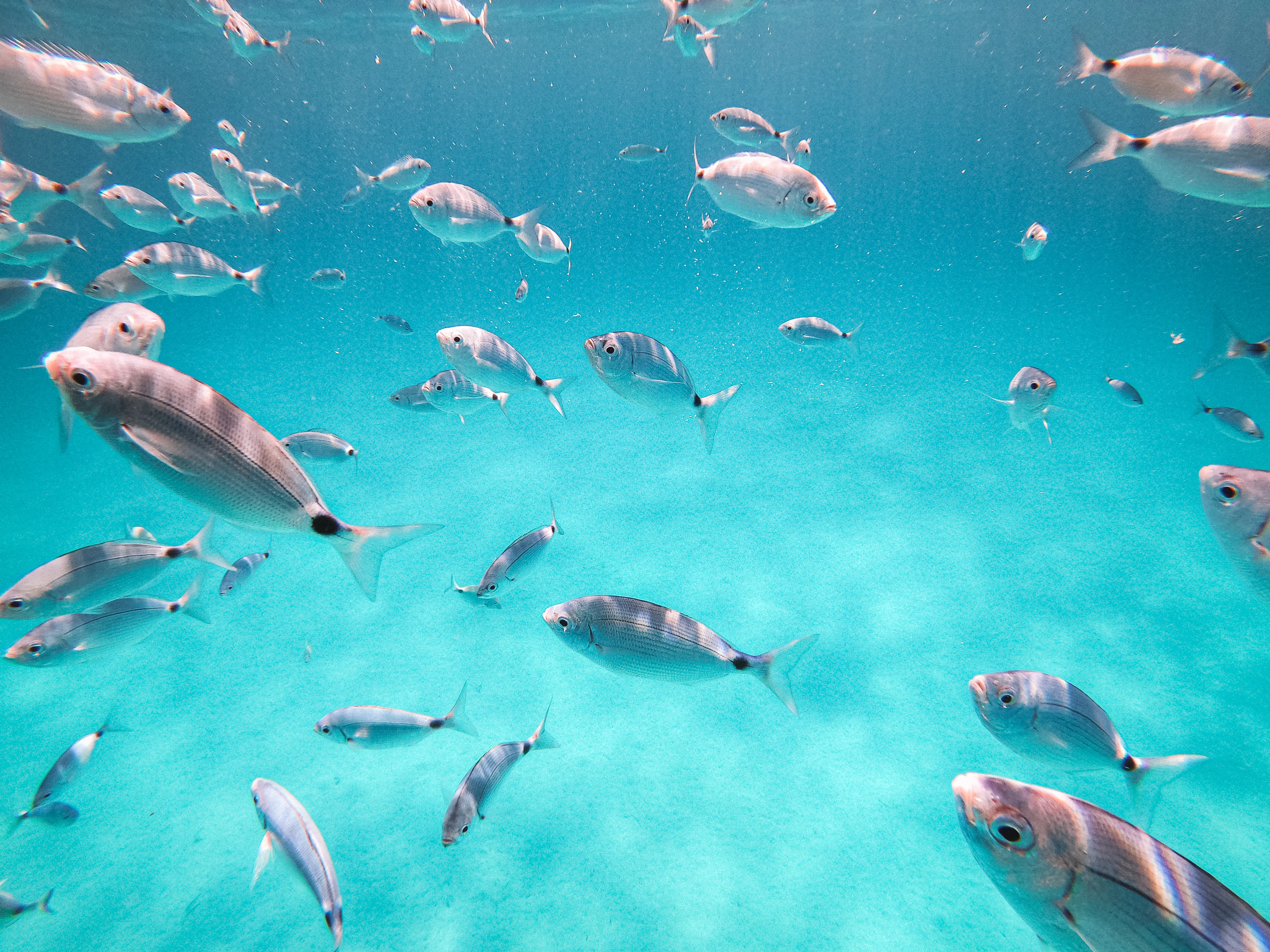 school of fish in water