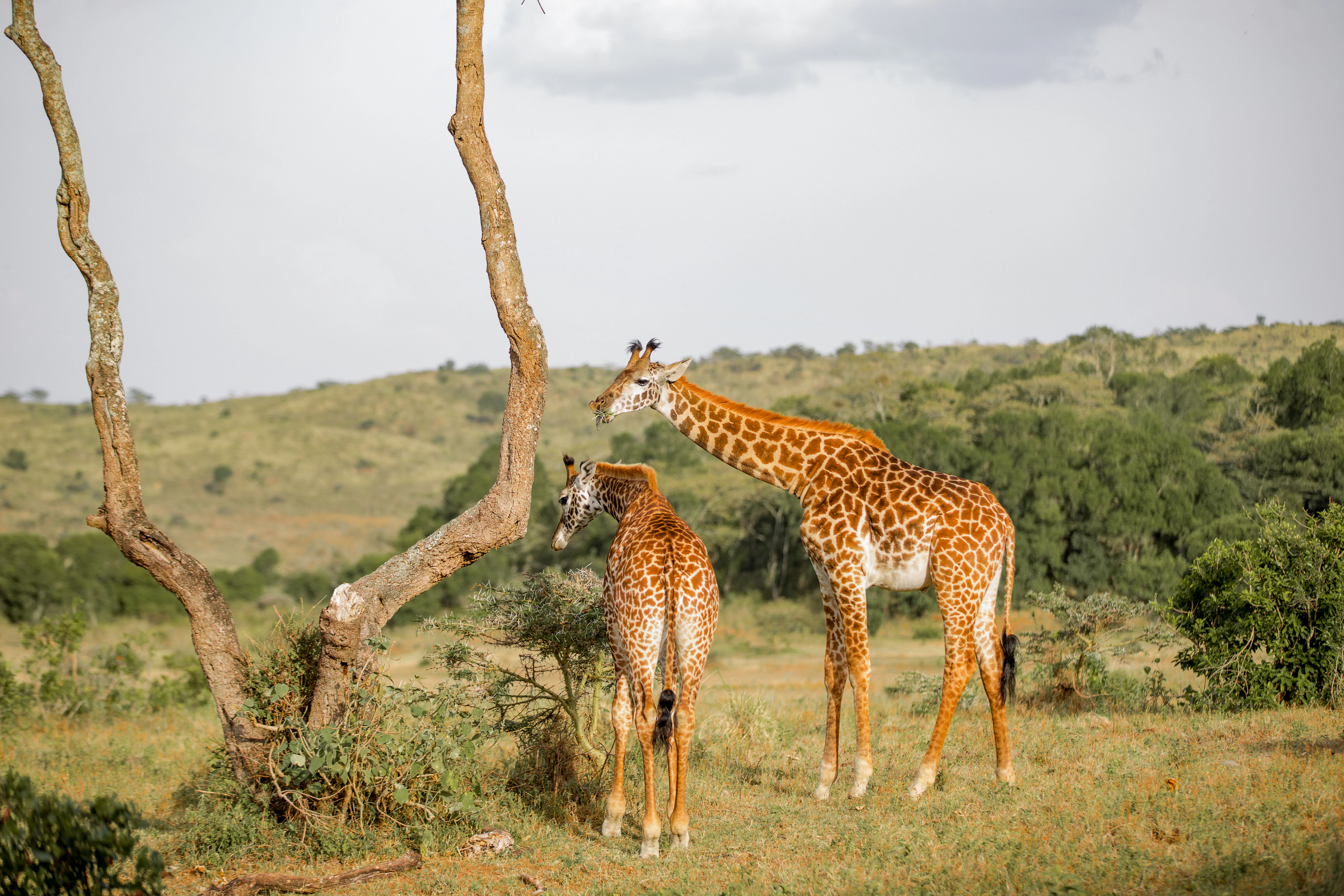 a couple of giraffe standing on top of a grass covered field