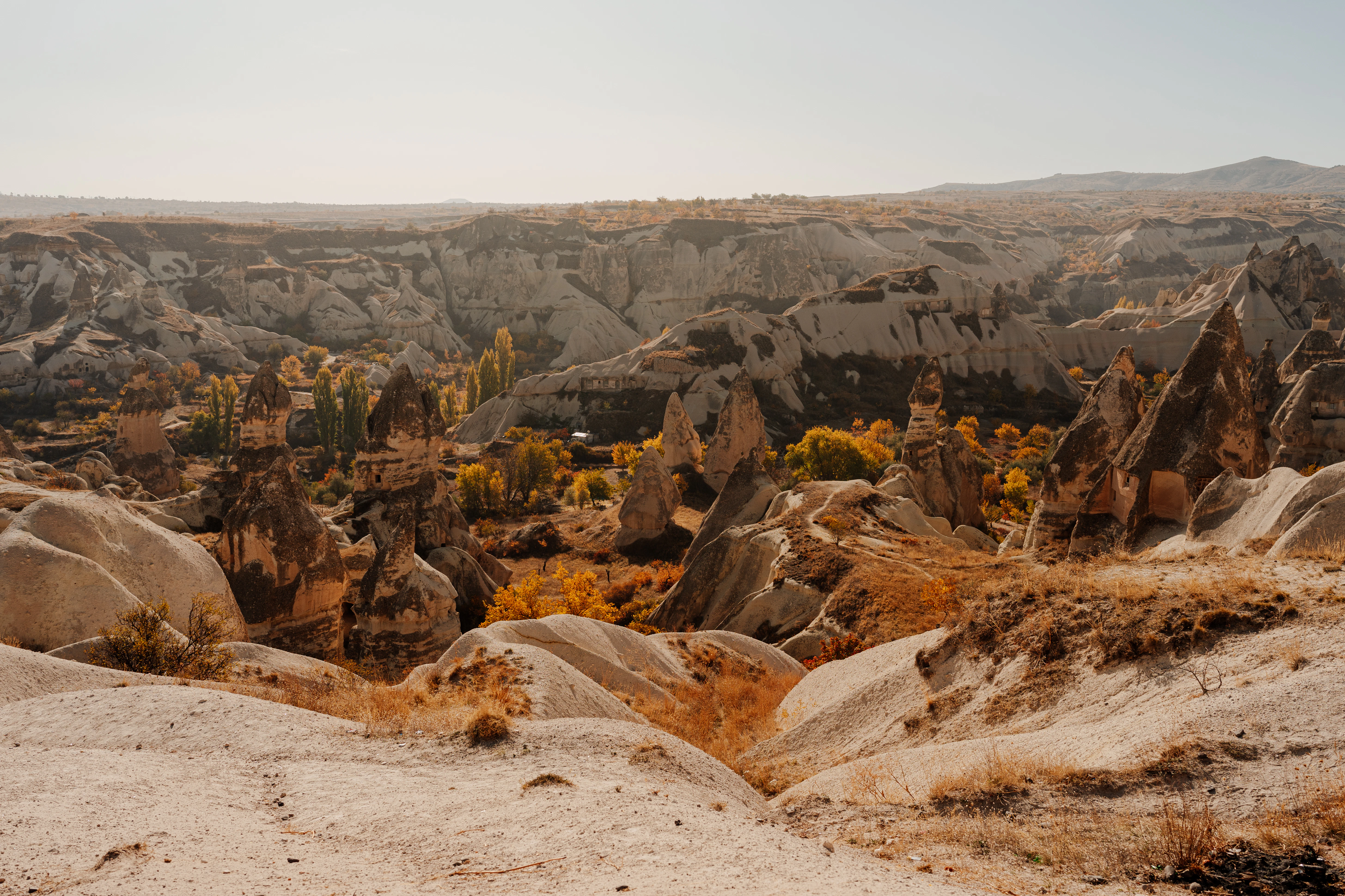 a rocky canyon with trees
