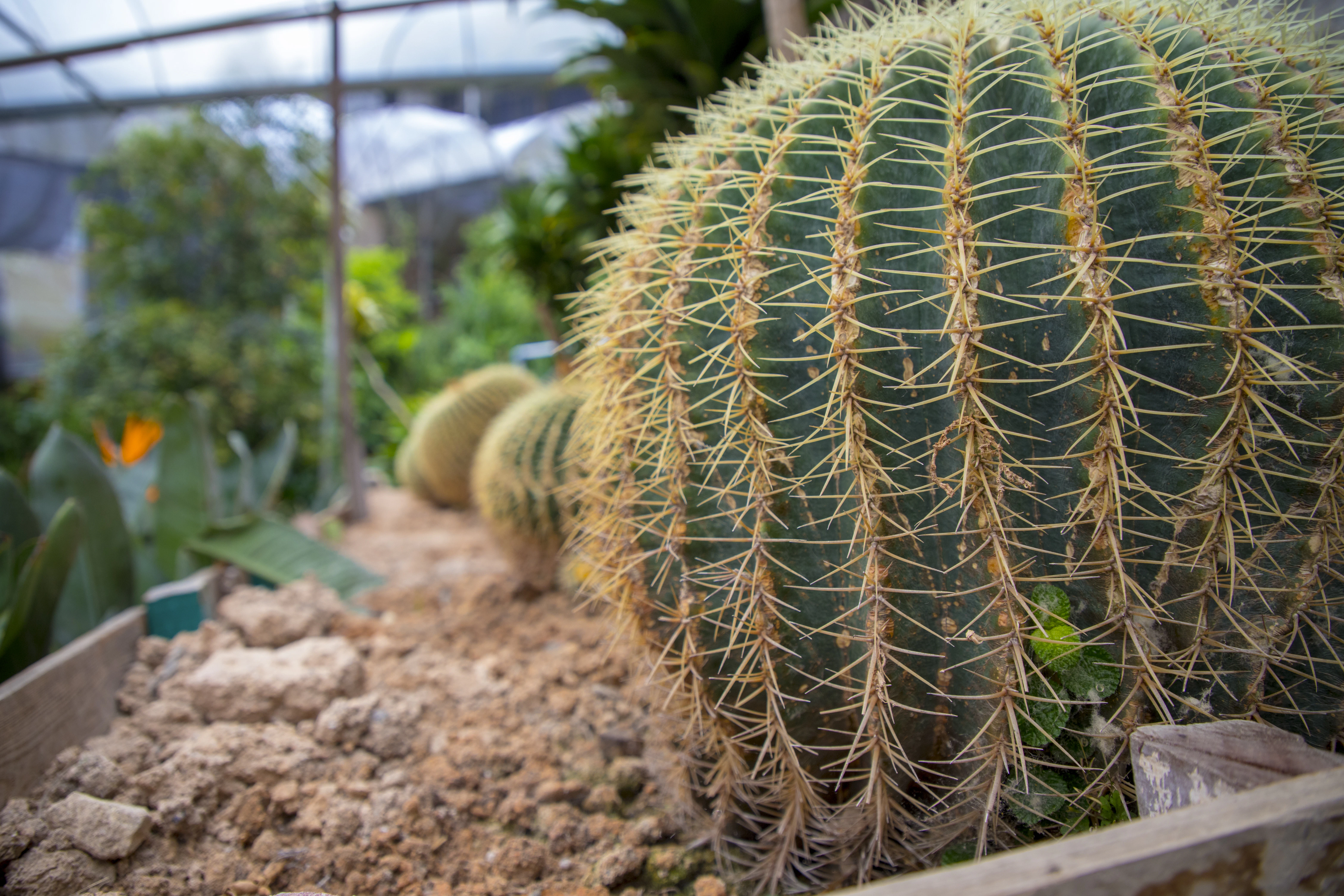 a cactus in a garden filled with lots of green plants