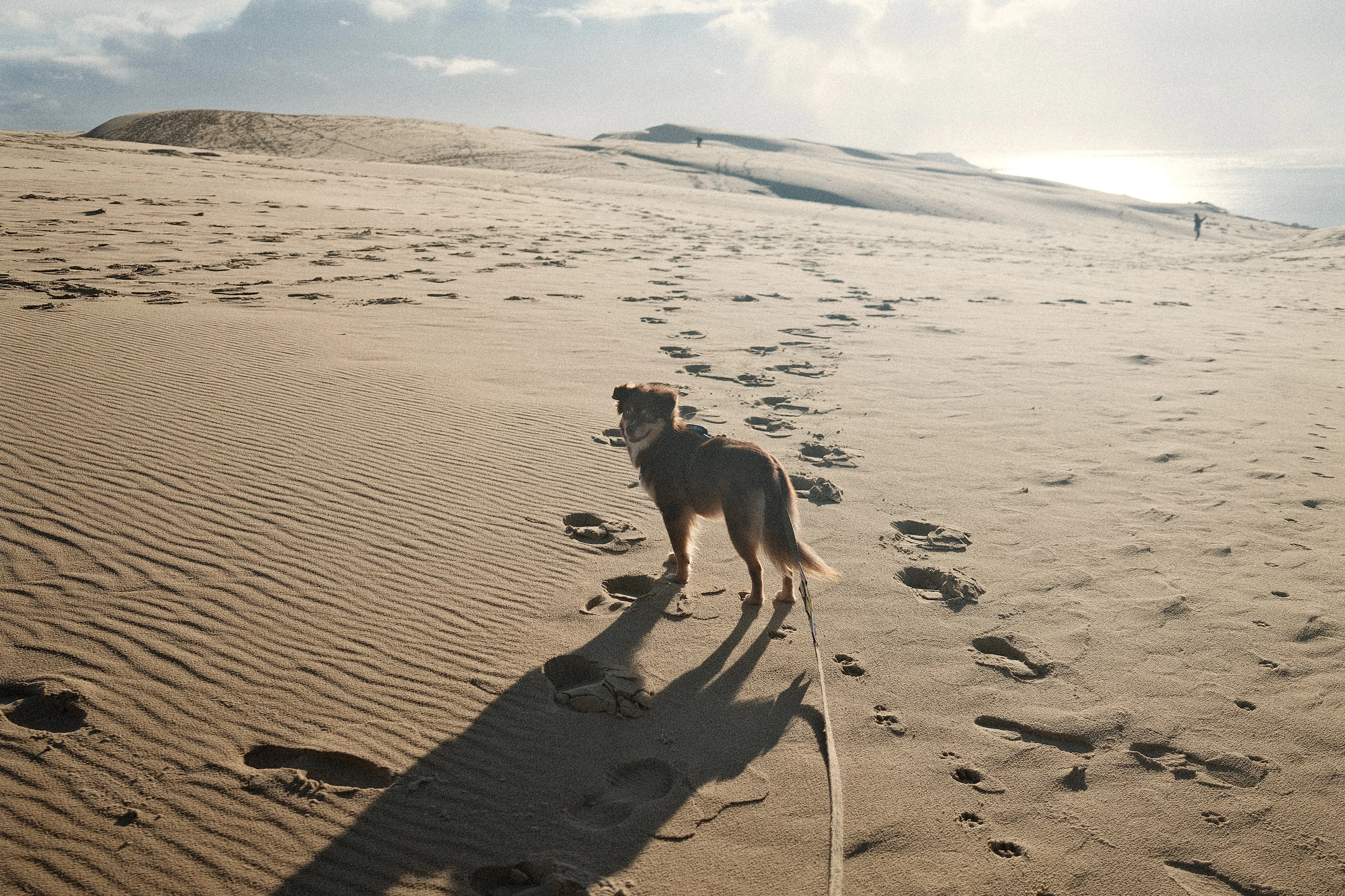 A dog walks on a sandy dune with footprints.