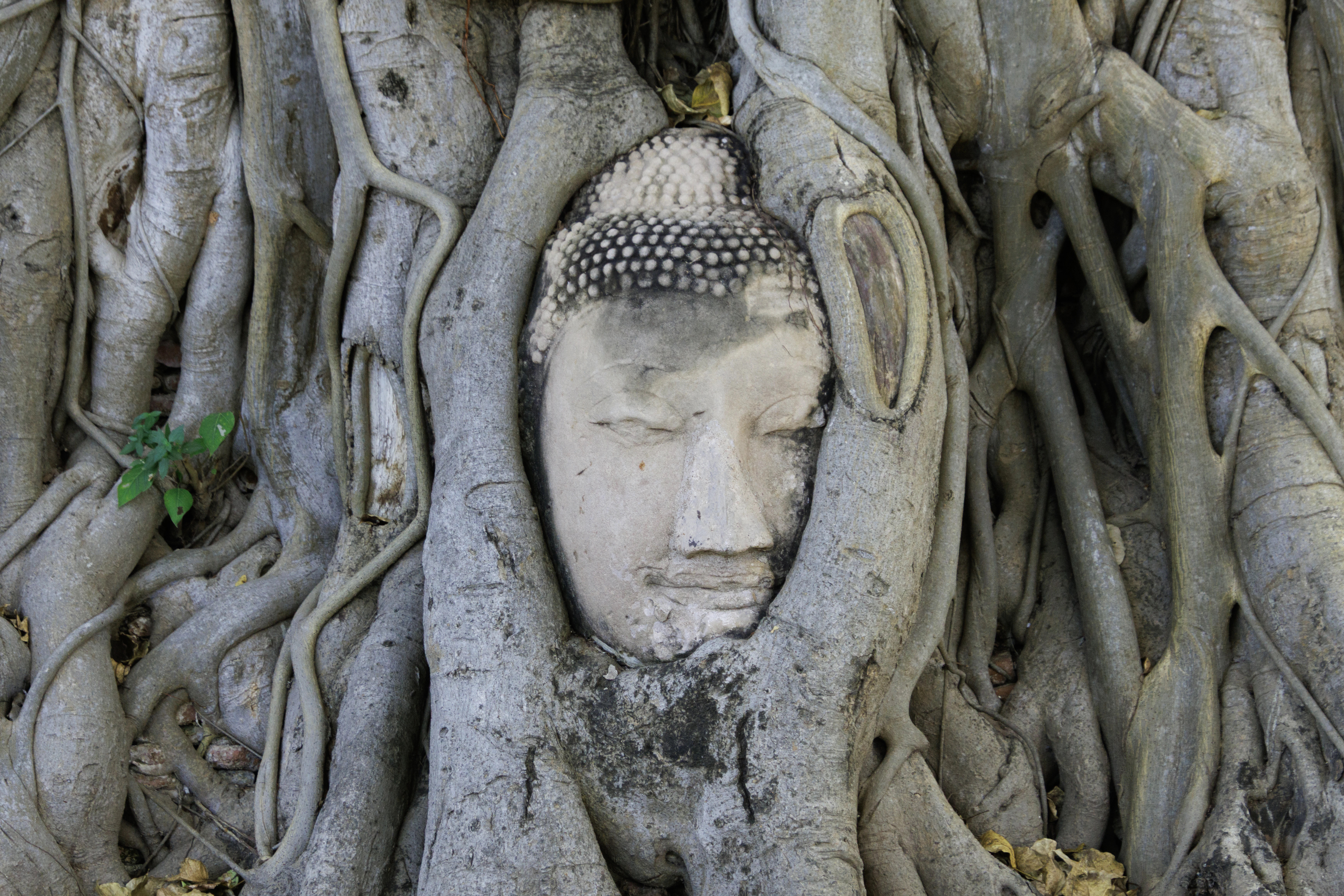 Buddha head entwined by tree roots