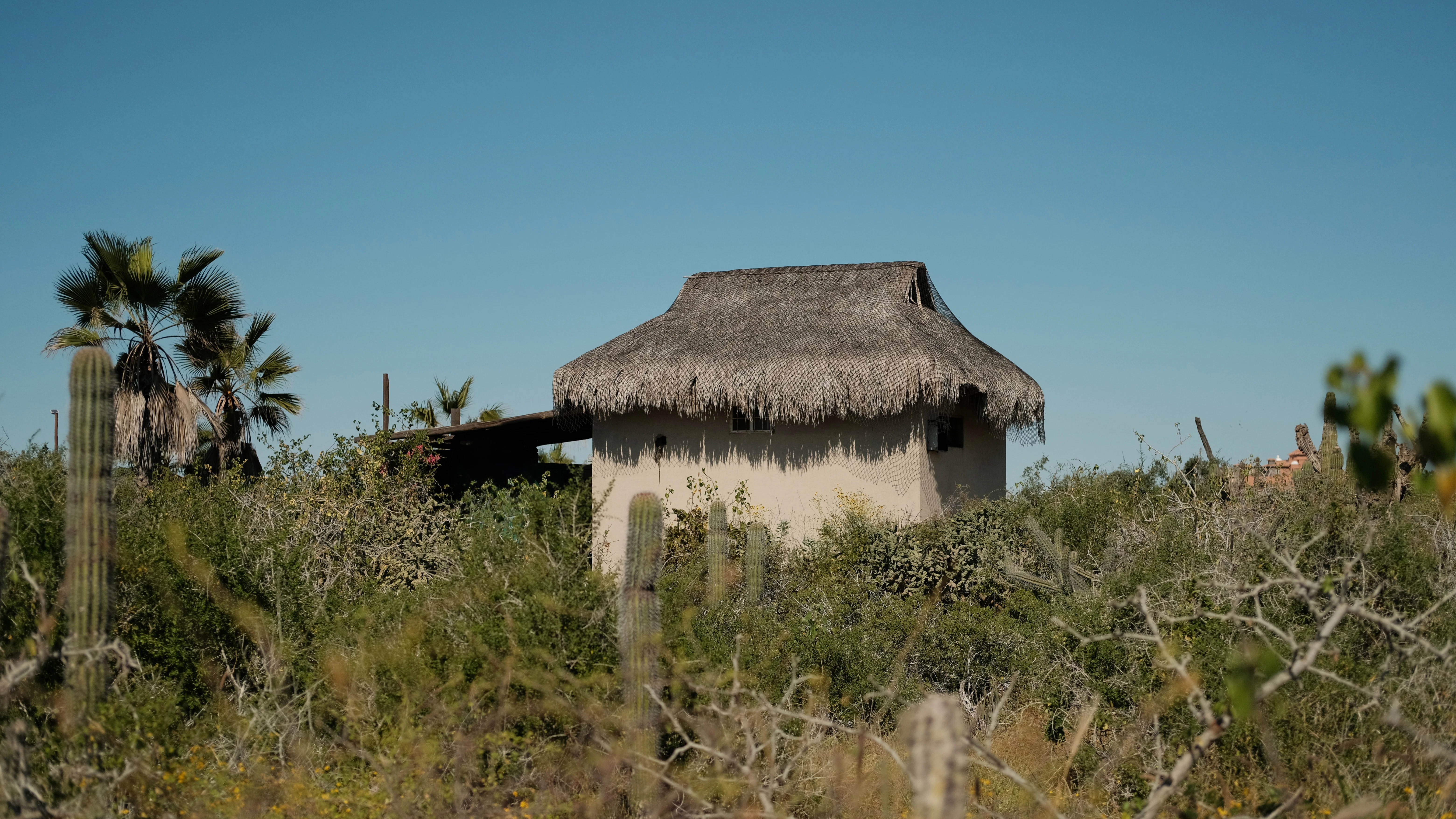 Small thatched hut surrounded by desert vegetation