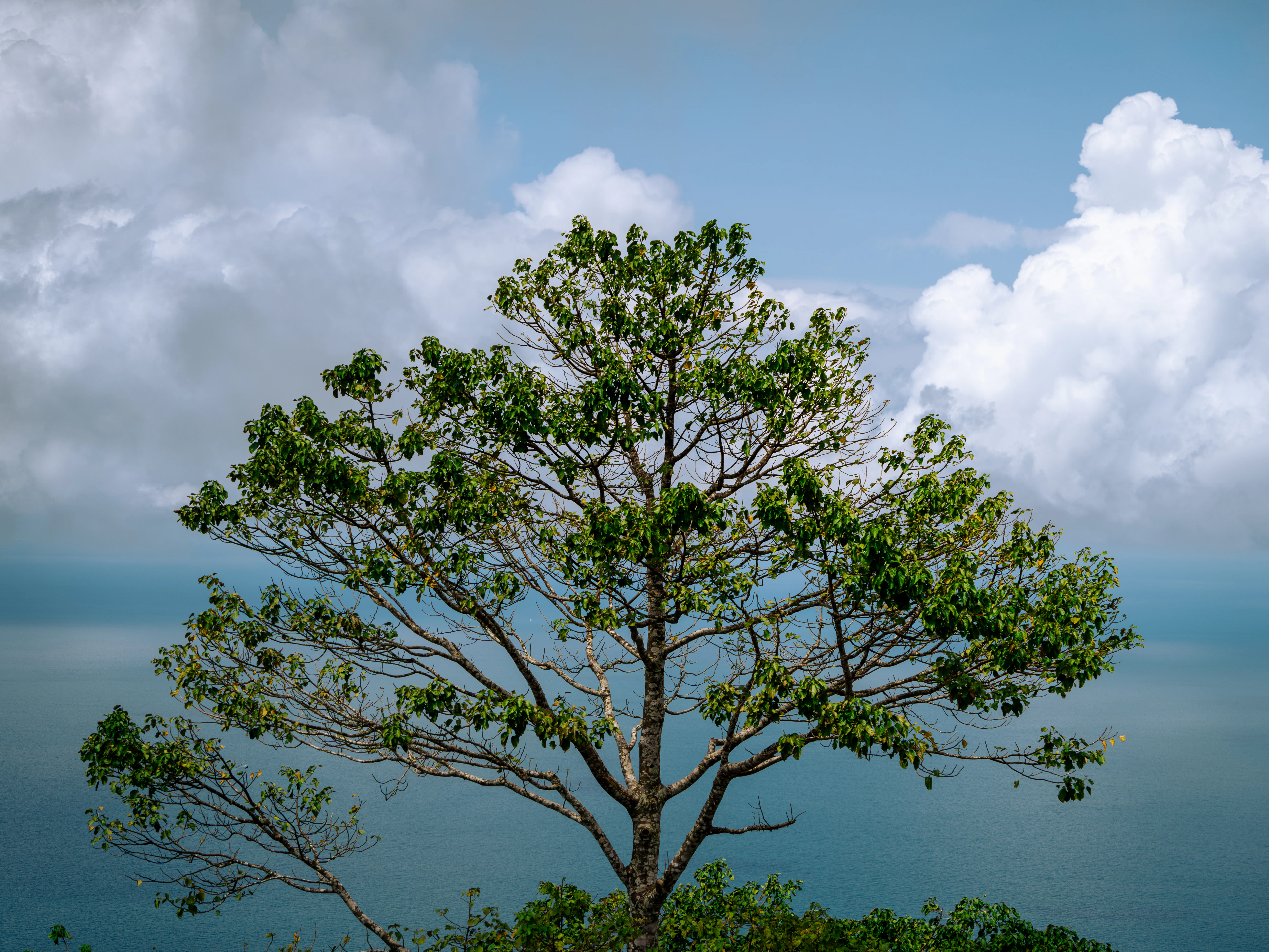 A lone tree on a hill overlooking the ocean