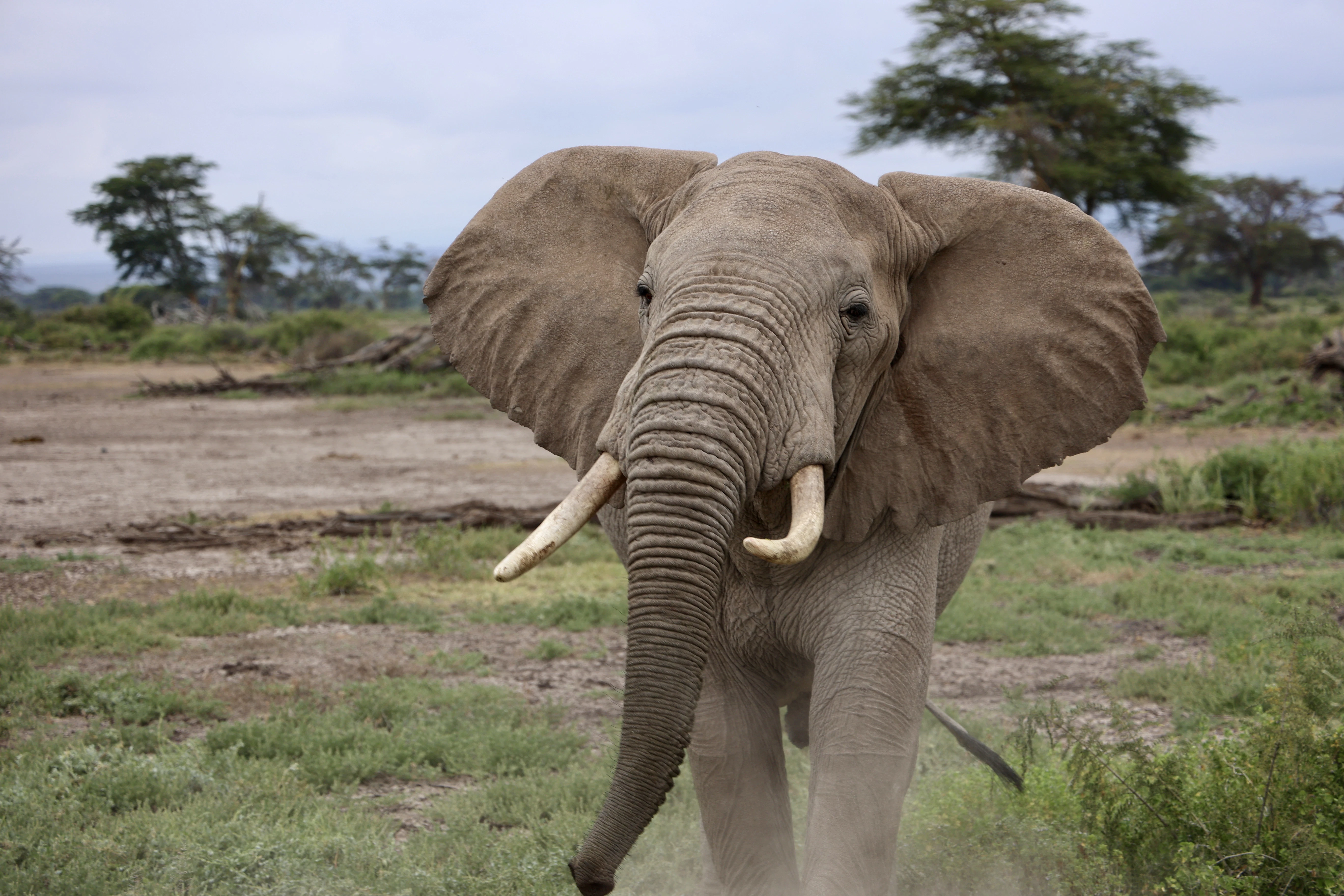 an elephant with tusks