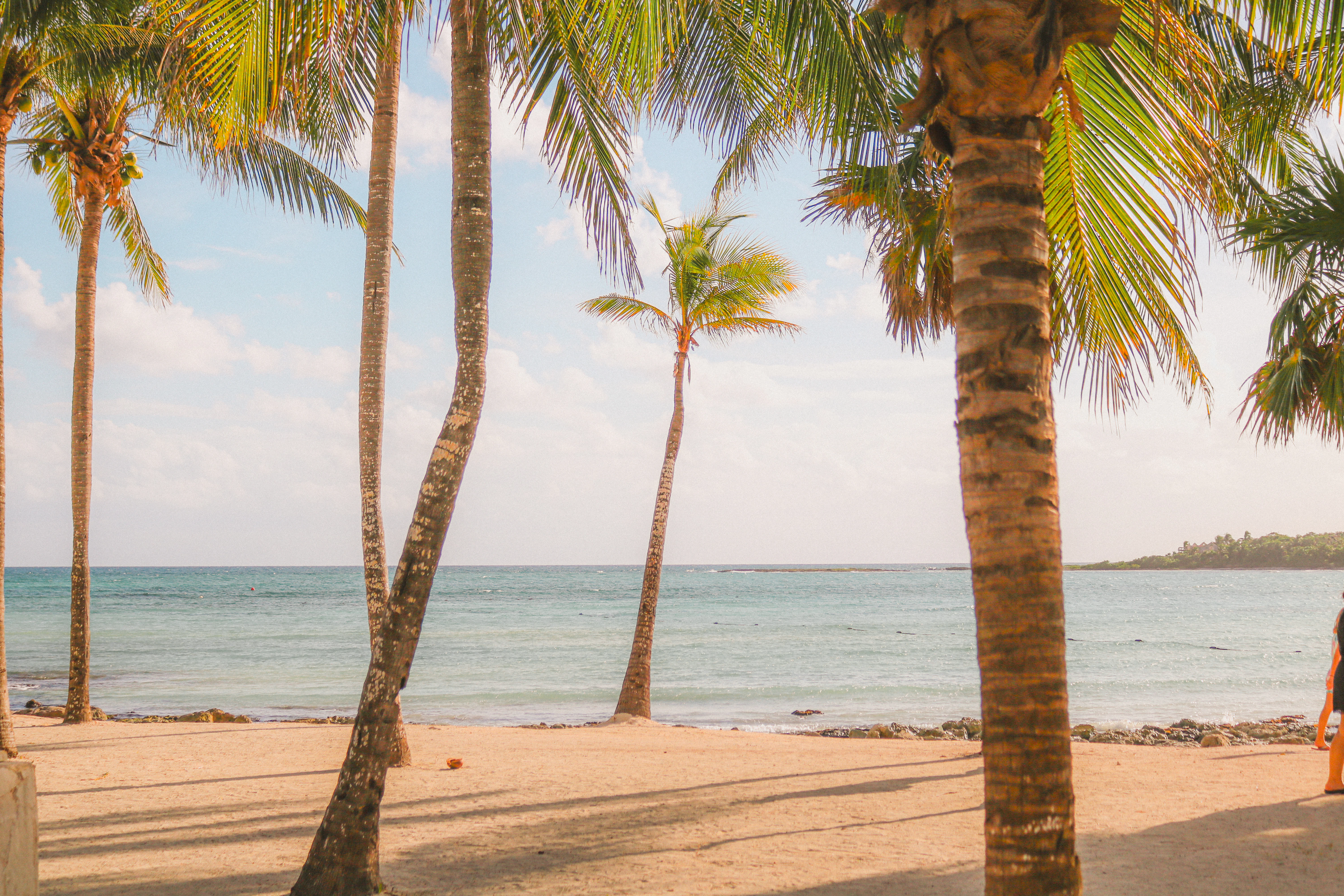 A person sitting on a bench under palm trees