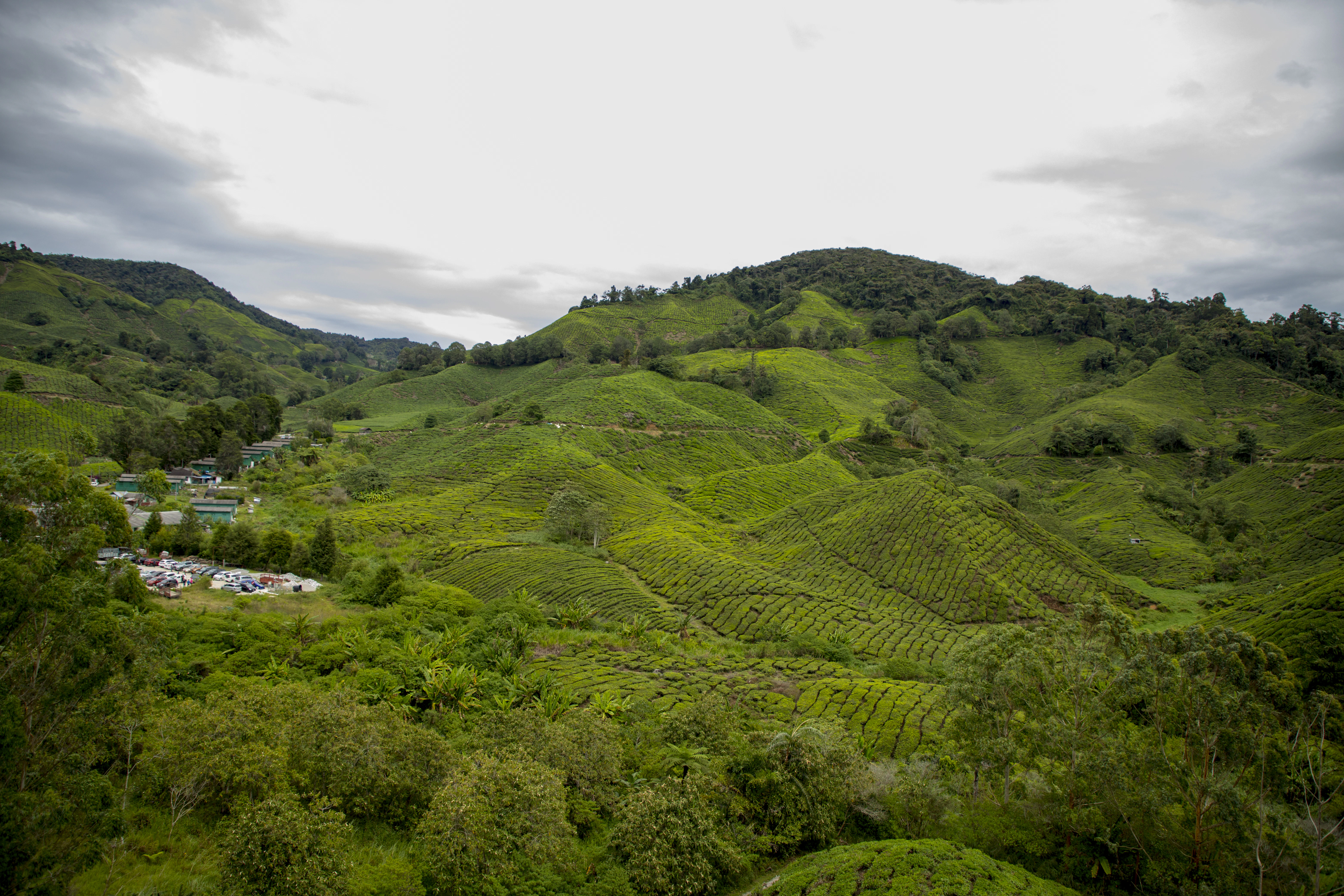 a green hilly landscape
