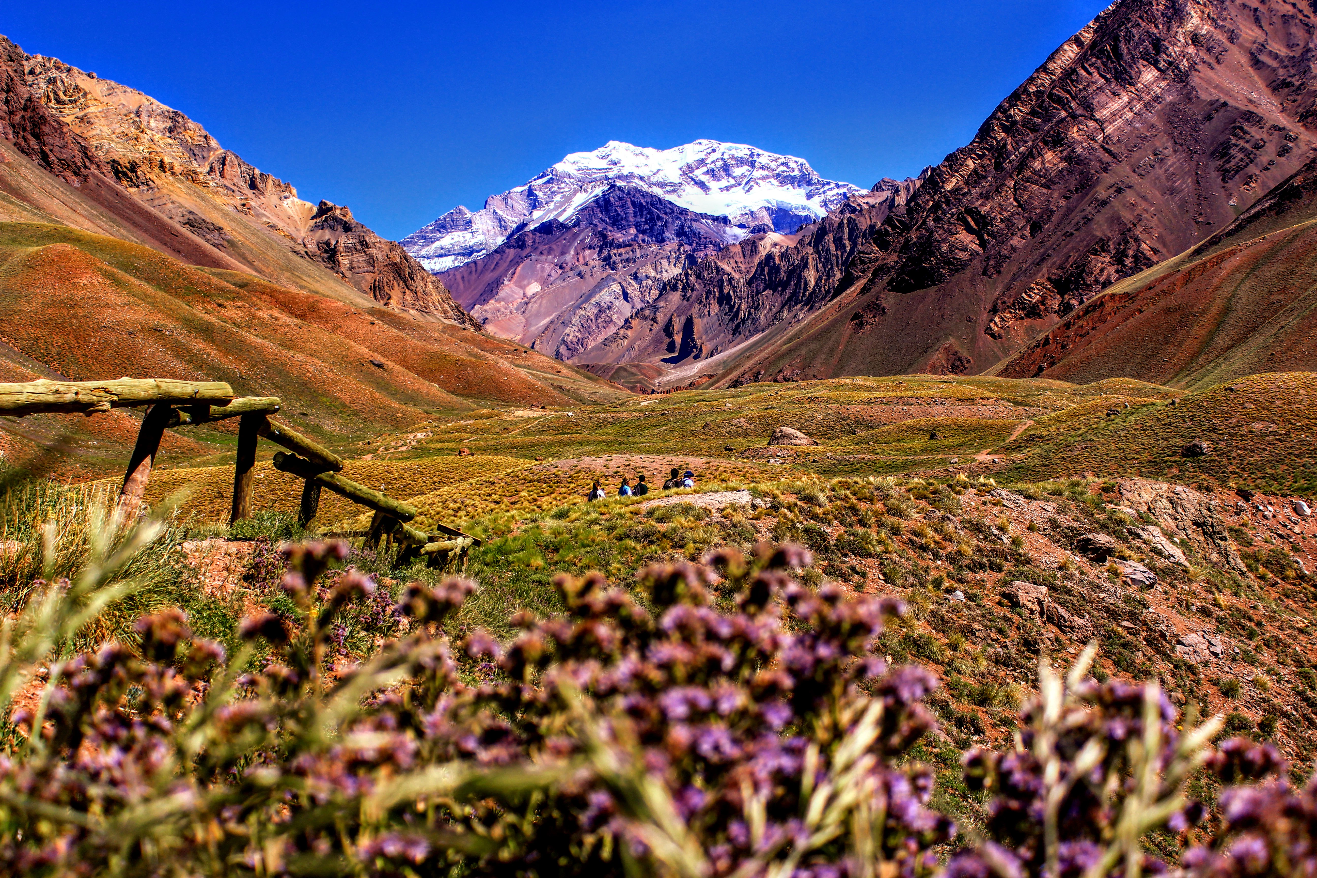 purple-petaled flowers near mountain during daytime