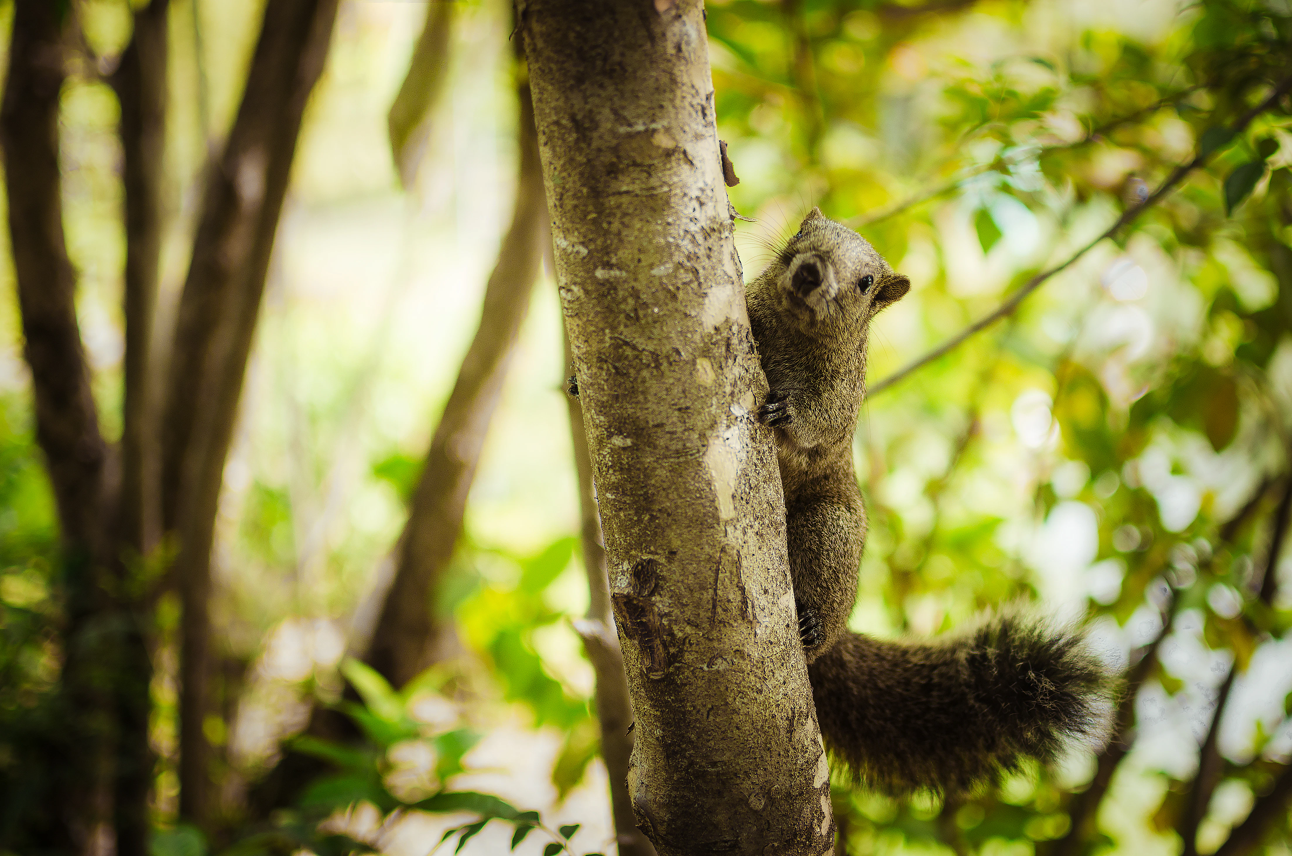 A squirrel clings to the tree's trunk.