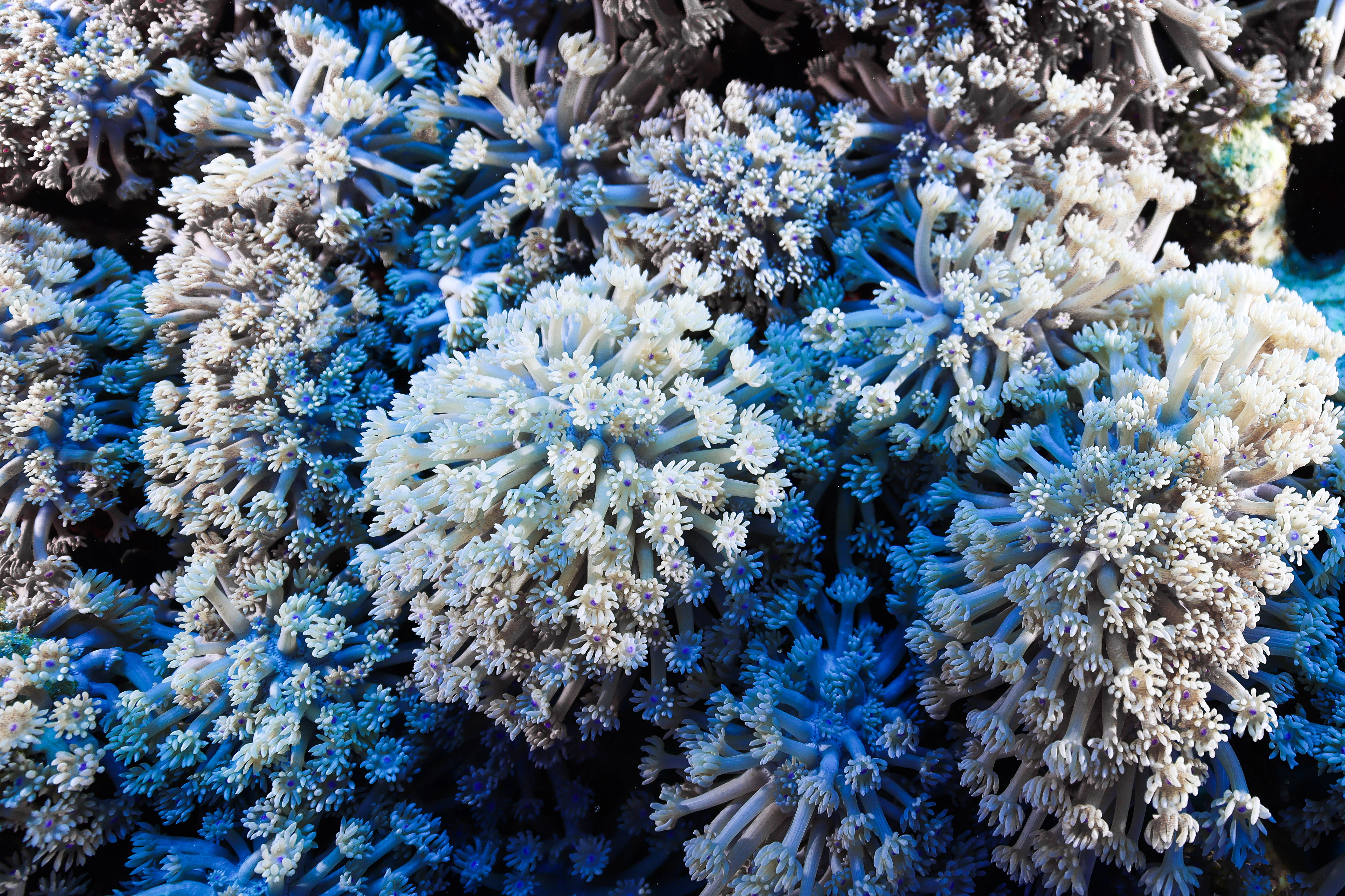 Close-up of white and blue coral texture