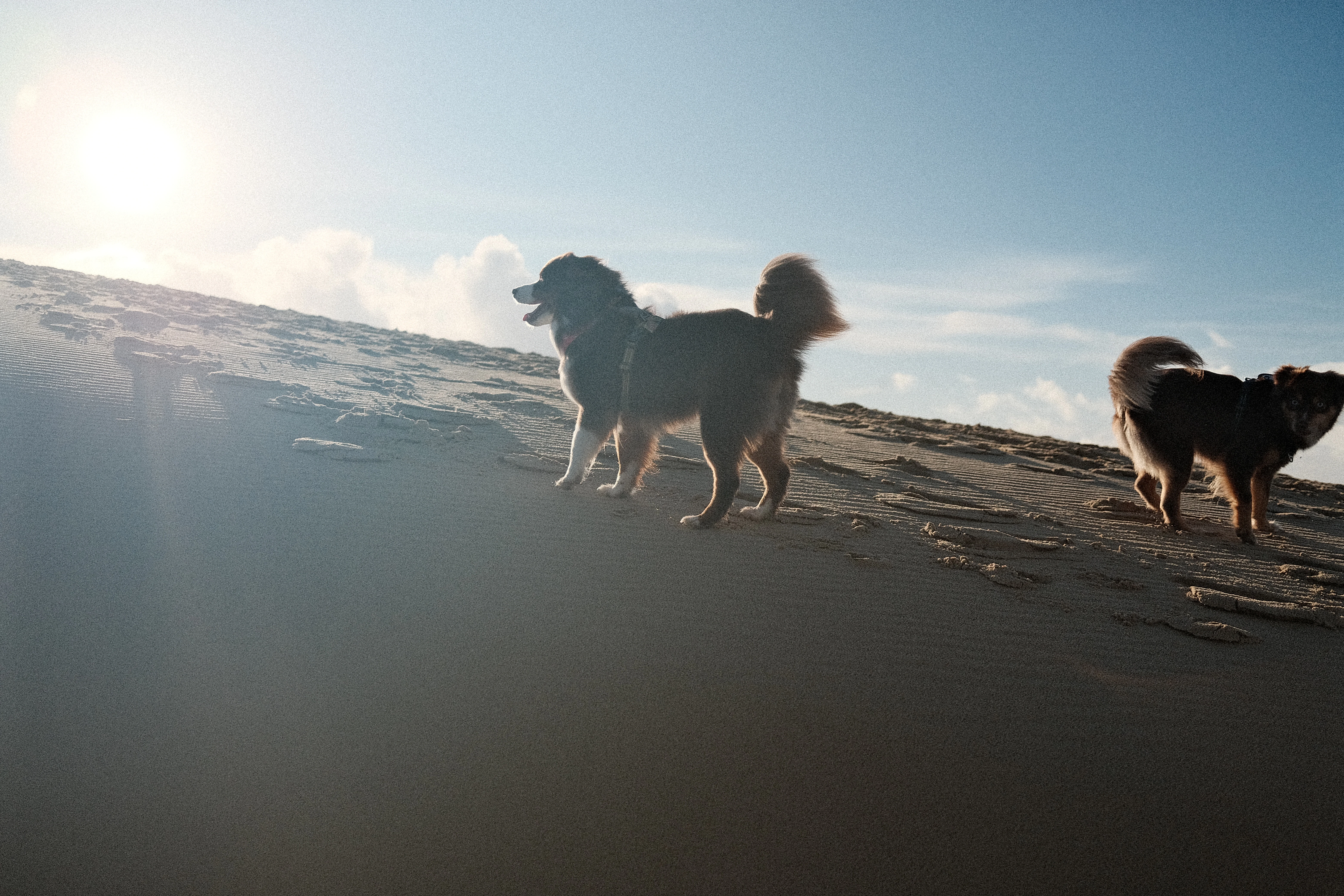 Two dogs walking on a sandy dune under the sun