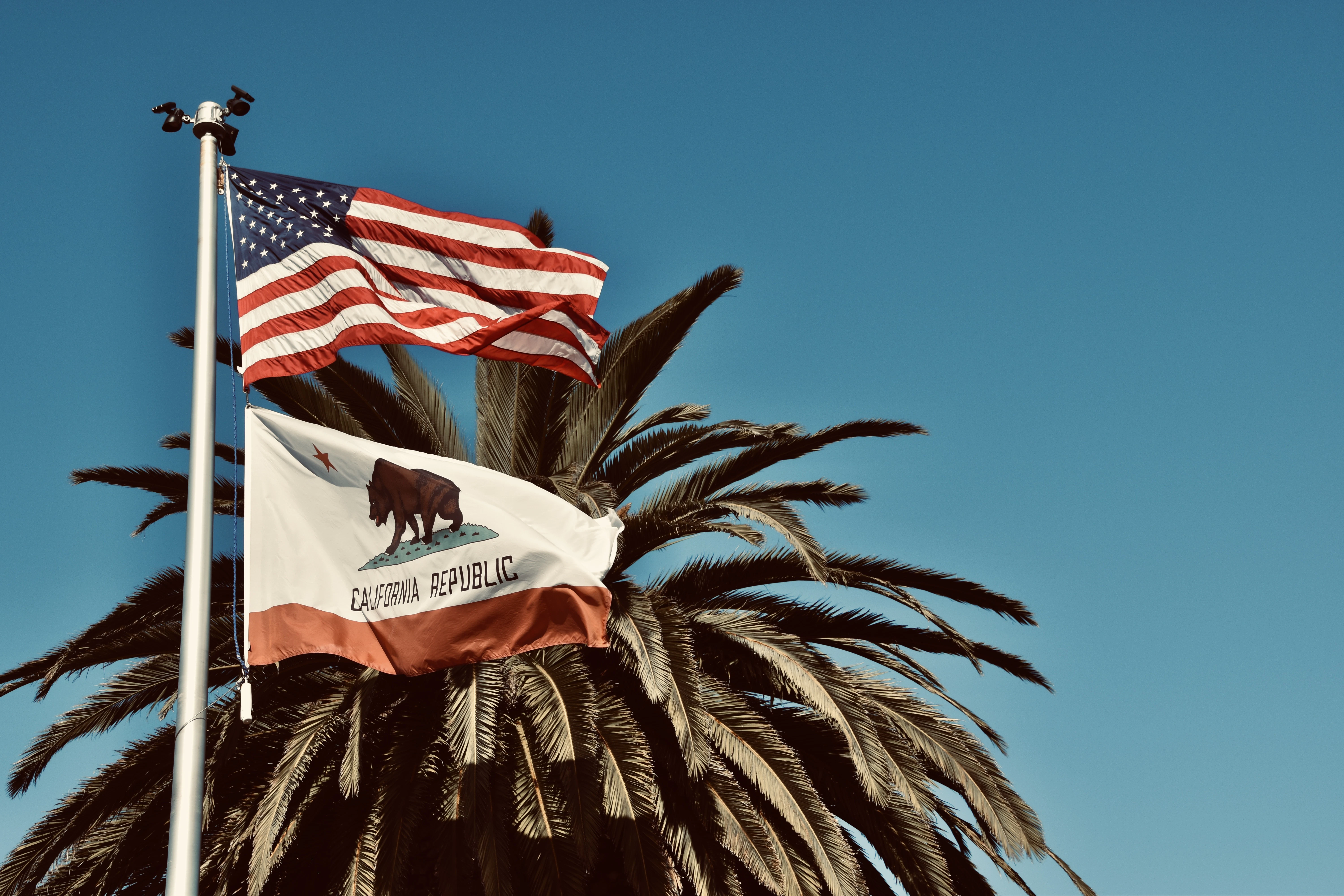 a flag on a palm tree