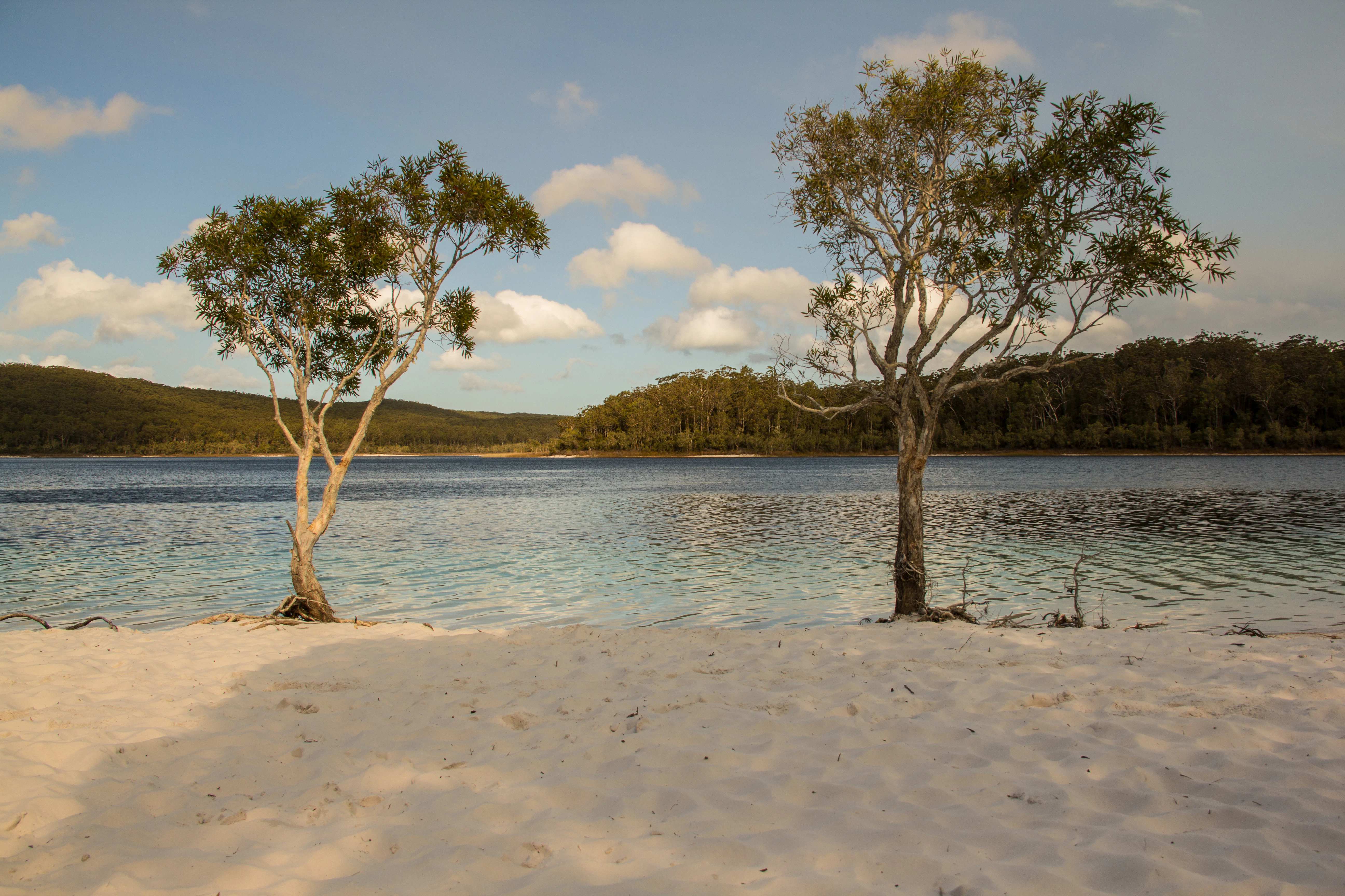 two trees in beach