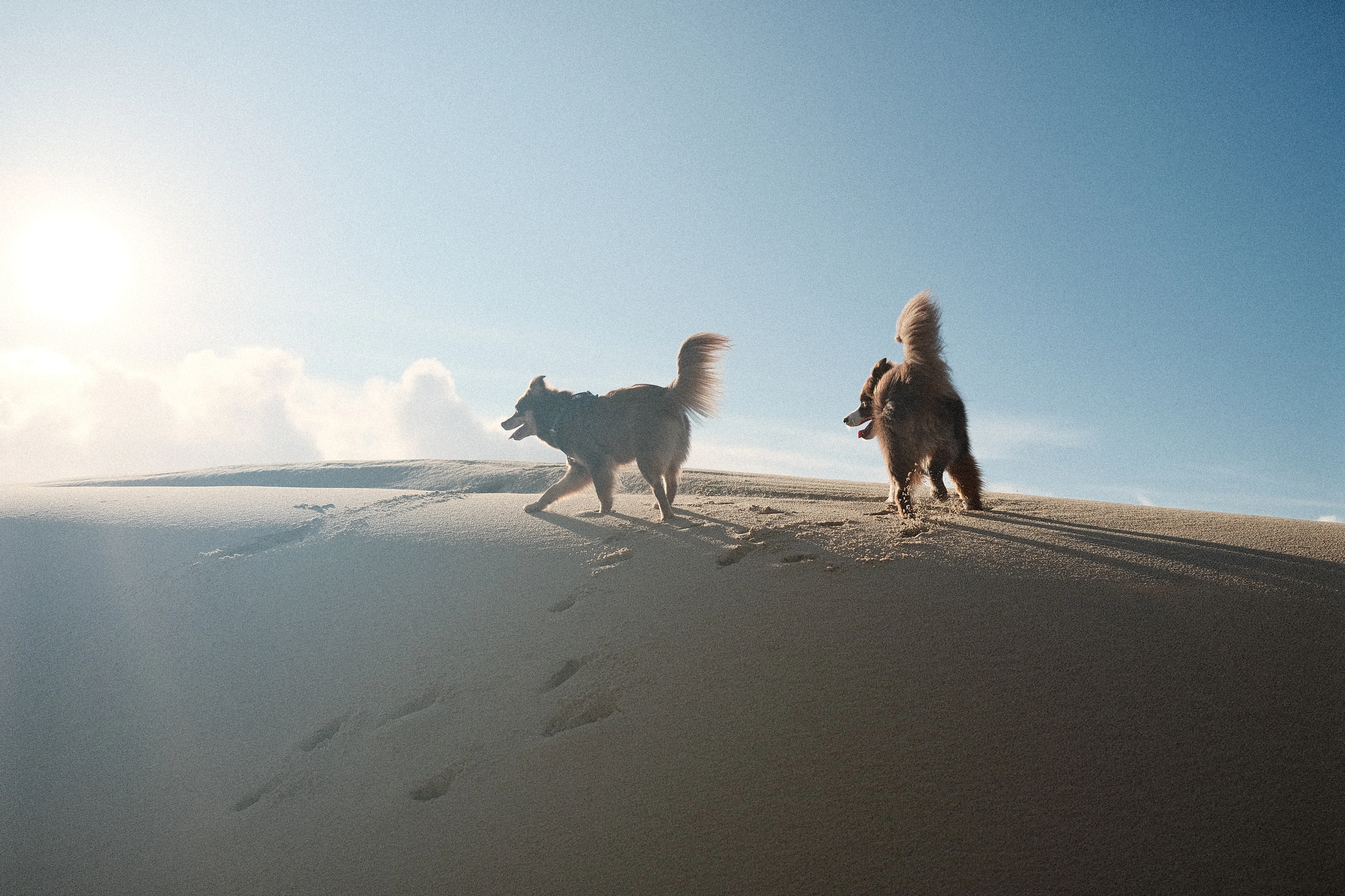 Two dogs walking on a sand dune under the sun