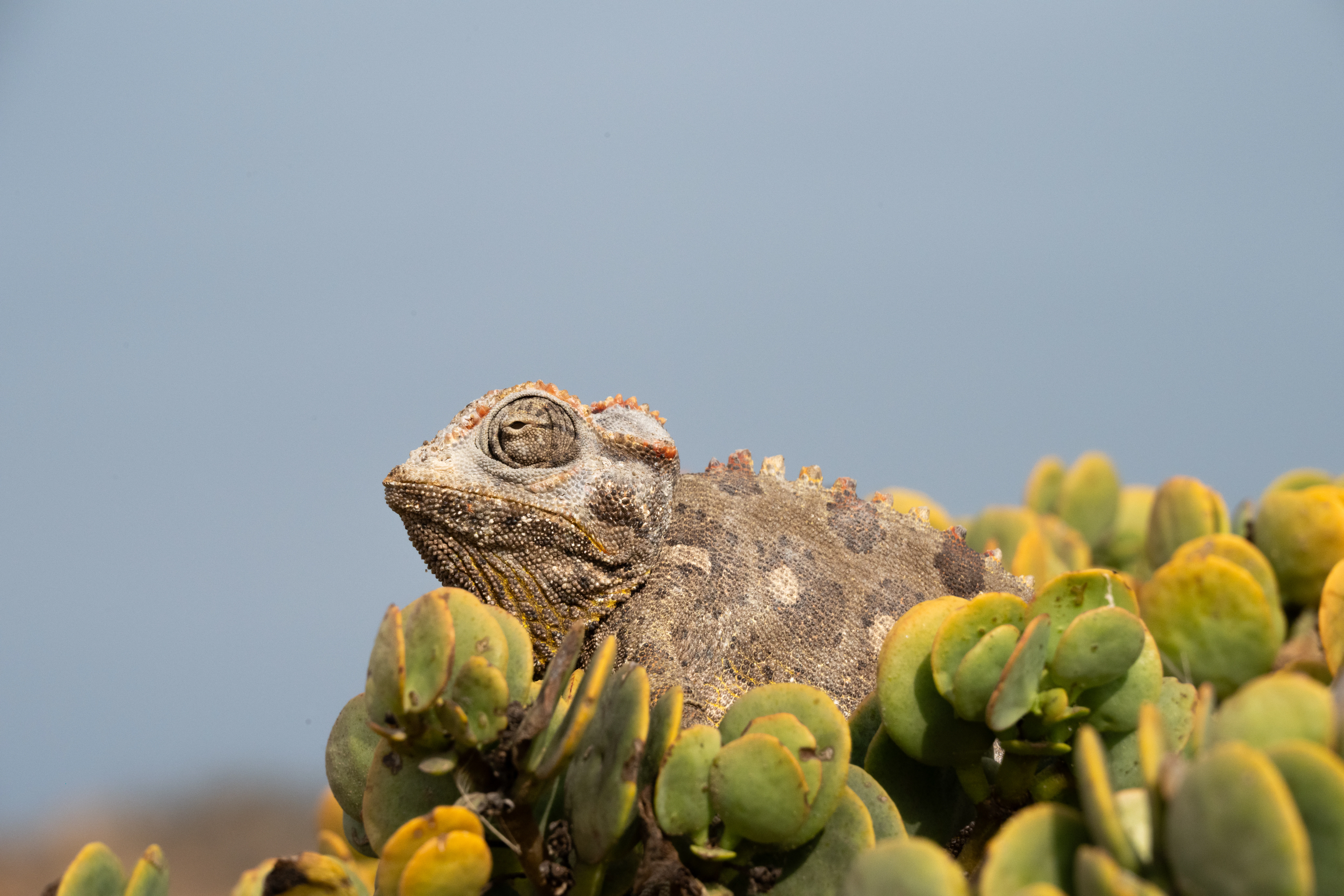 Chameleon perched on green succulent plants