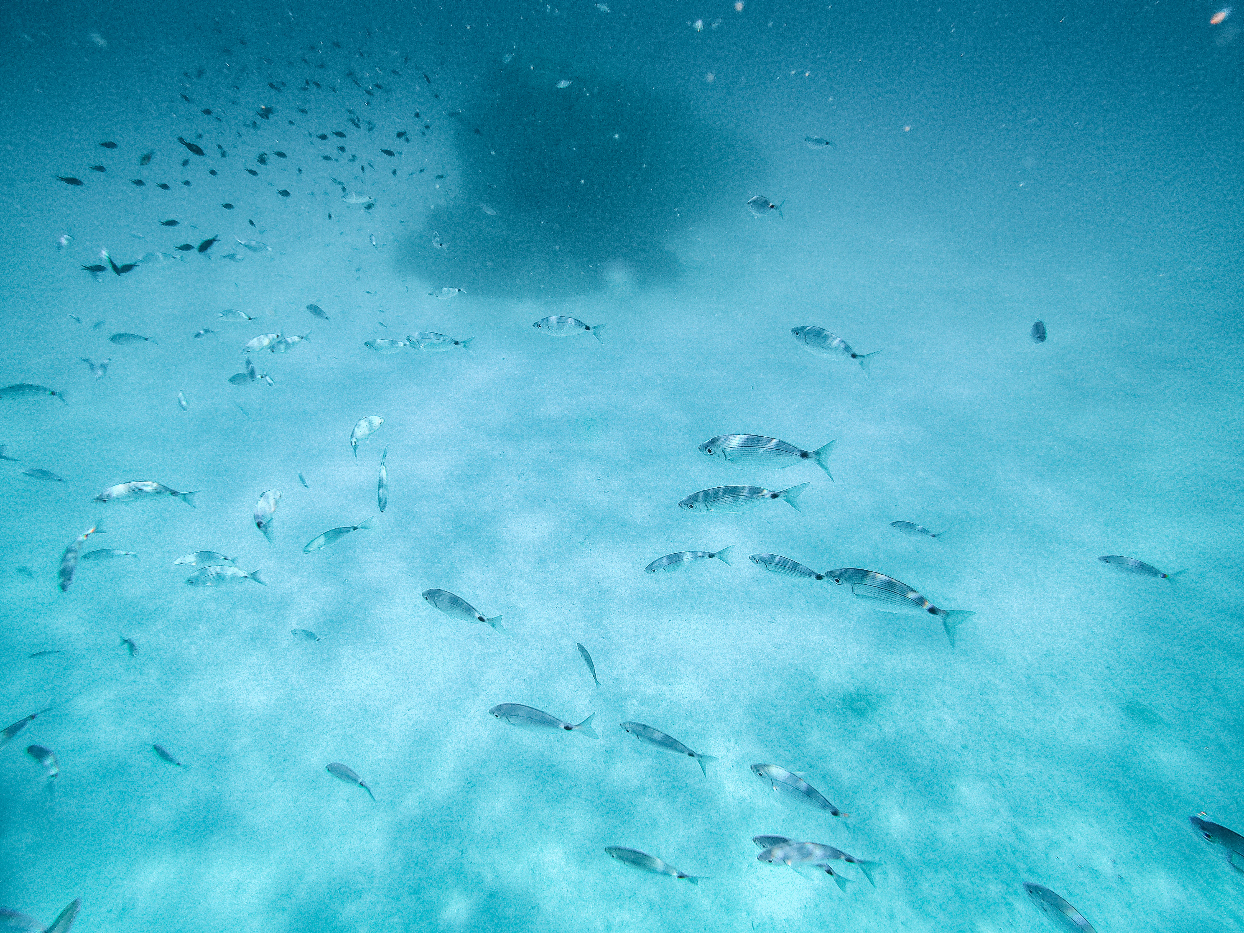 school of fish under water