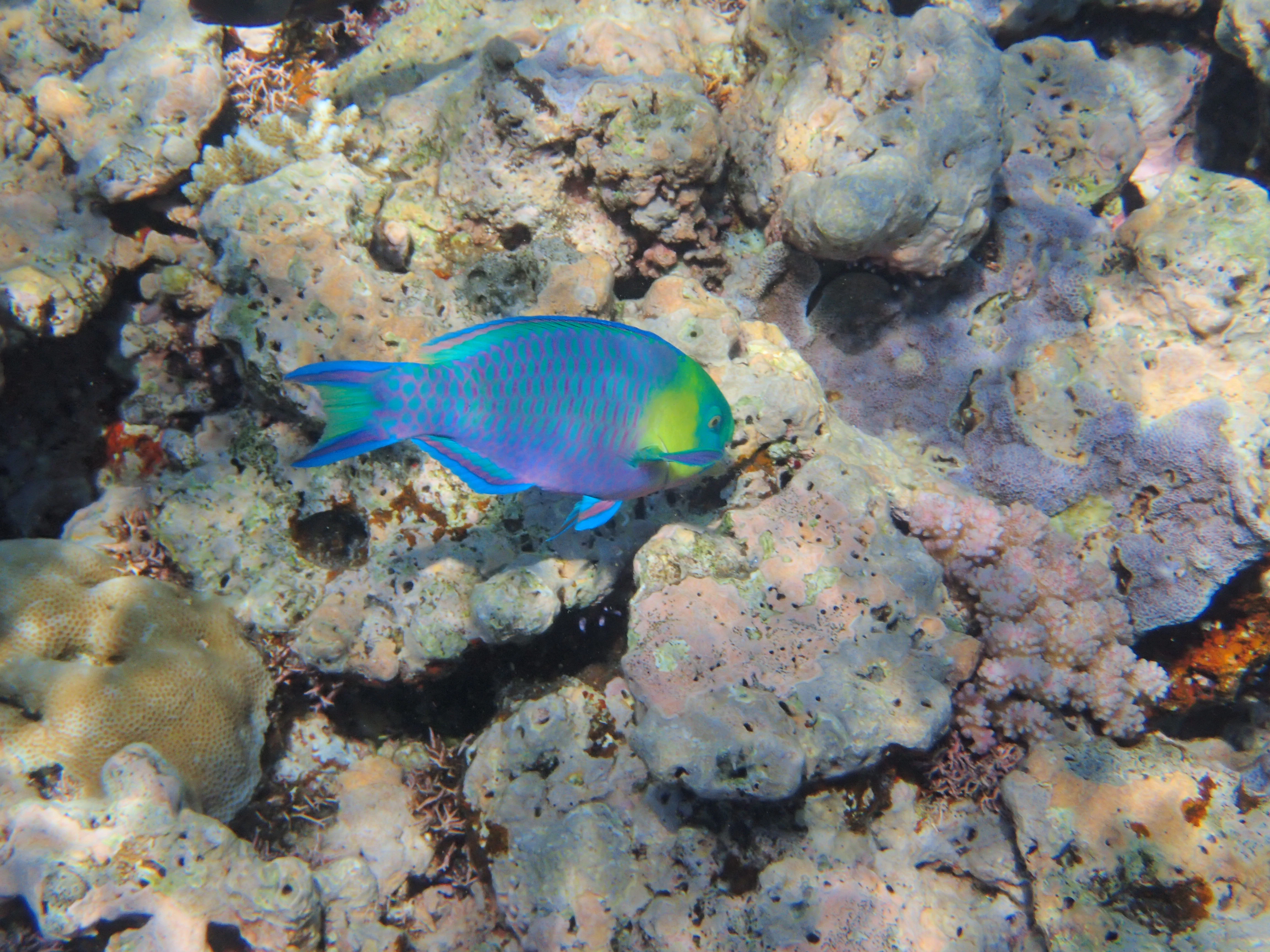 A colorful parrotfish swims near coral reef.